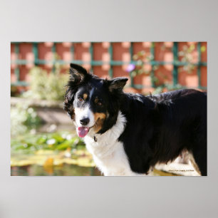 Border-Collie, die 1 keucht Poster