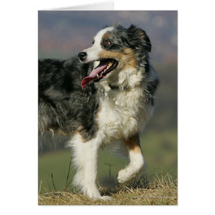 Border-Collie, die 2 keucht