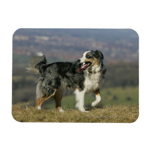 Border-Collie, die 2 keucht Magnet