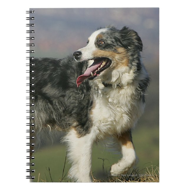 Border-Collie, die 2 keucht Notizblock (Vorderseite)