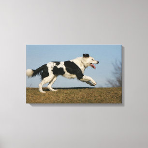 Border-Collie, die 2 laufen lässt Leinwanddruck
