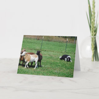 Border-Collie, die Schaf-Anmerkungs-Karte in Karte