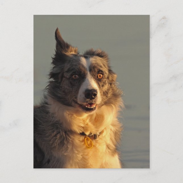 Border Collie Dog, der Postkarte ausführt (Vorderseite)