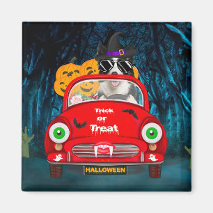Border Collie Dog Driving Car Beängstigend Hallowe Magnet