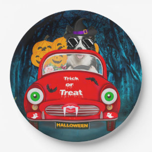Border Collie Dog Driving Car Beängstigend Hallowe Pappteller