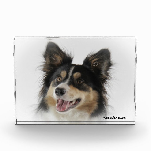 Border Collie Dog Fotoblock (Vorderseite)