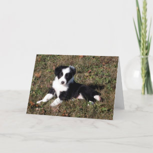 Border Collie Dog Portrait Blank Grußkarte Karte