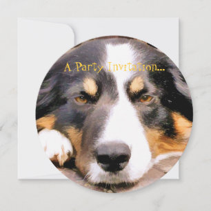 BORDER COLLIE EINLADUNG