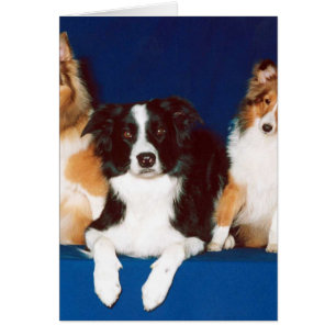 Border collie et Shelties