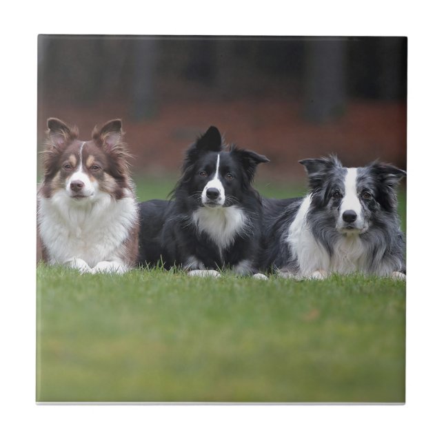 Border-Collie Fliese (Vorderseite)