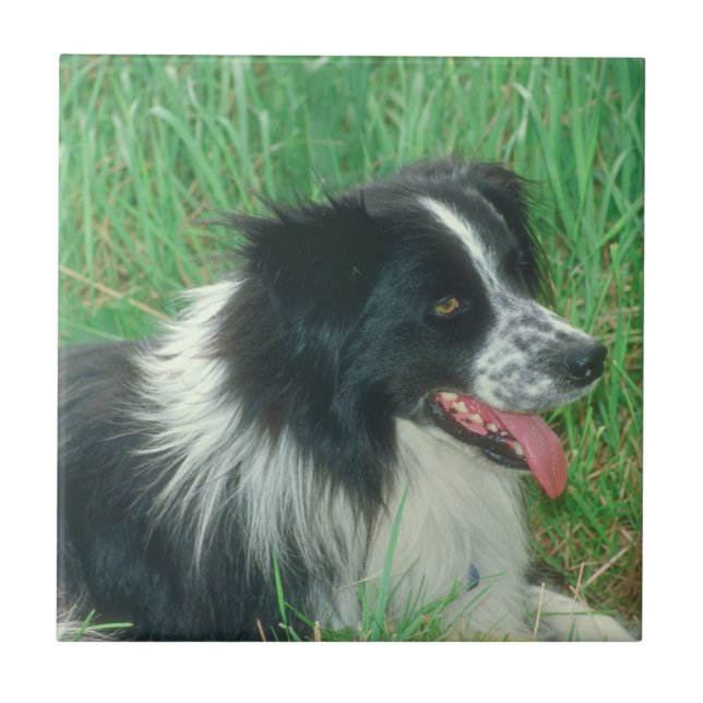 Border-Collie-Fliese Fliese (Vorderseite)
