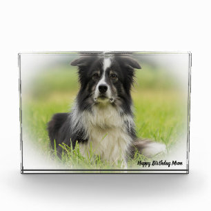 Border Collie Fotoblock