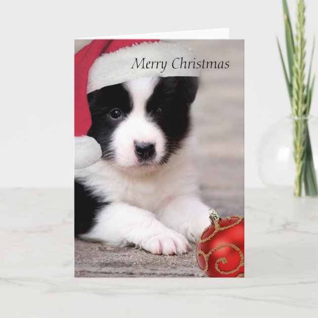 Border Collie - Frohe Weihnachtskarte Feiertagskarte (Vorderseite)
