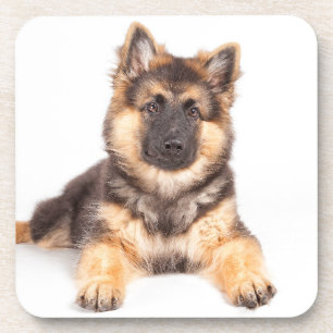 Border Collie German Shepherd Mix Getränkeuntersetzer