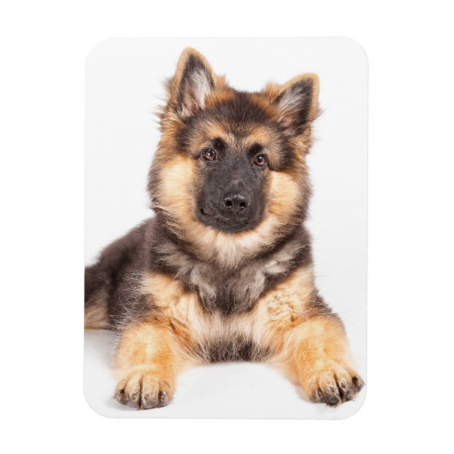 Border Collie German Shepherd Mix Magnet (Vertikal)