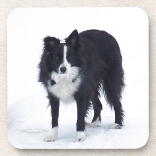 Border-Collie Getränkeuntersetzer