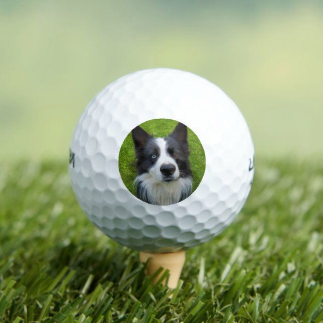 Border Collie Golfball (Insitu T-Shirt)