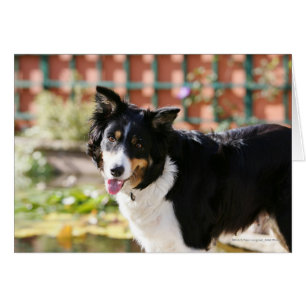 Border collie haletant 1