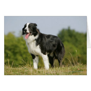 Border collie haletant la position