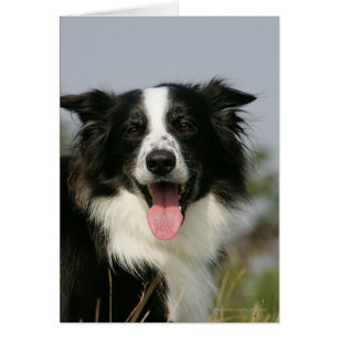 Border collie haletant le Headshot 1