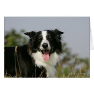 Border collie haletant le Headshot 1