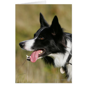 Border collie haletant le Headshot 2