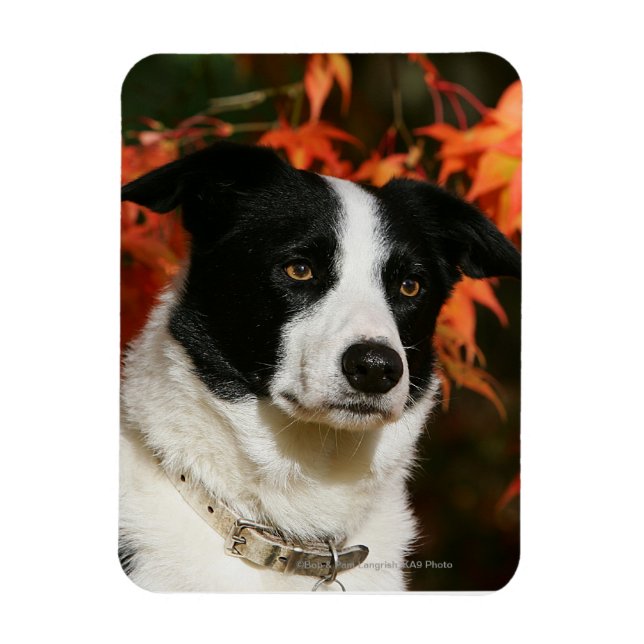 Border Collie Herbst Headshot Magnet (Vertikal)