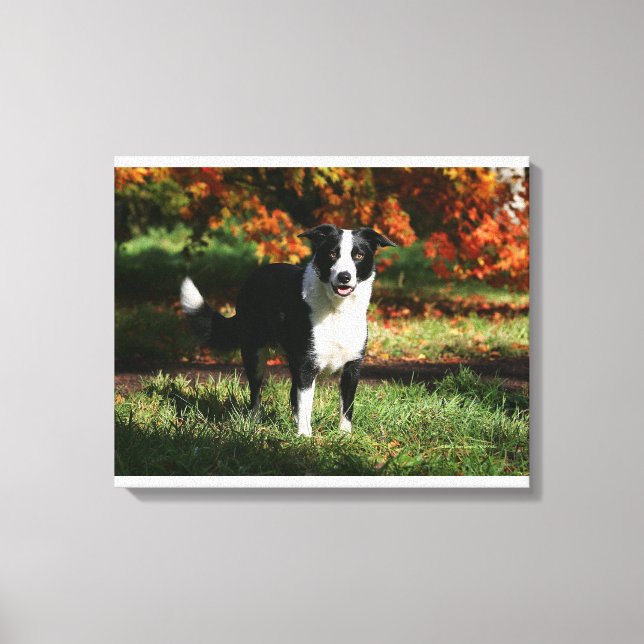 Border Collie Herbst Stehend Leinwanddruck (Vorderseite)