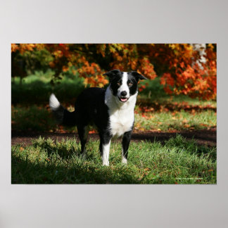 Border Collie Herbst Stehend Poster