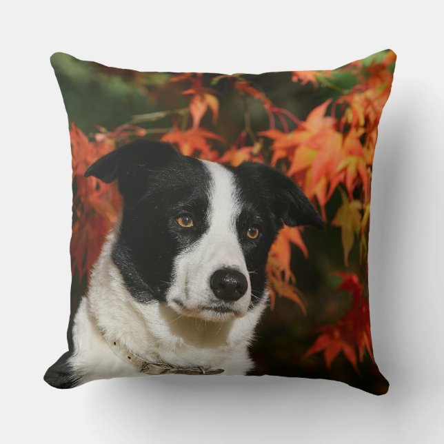 Border-Collie-HerbstHeadshot Kissen (Vorderseite)