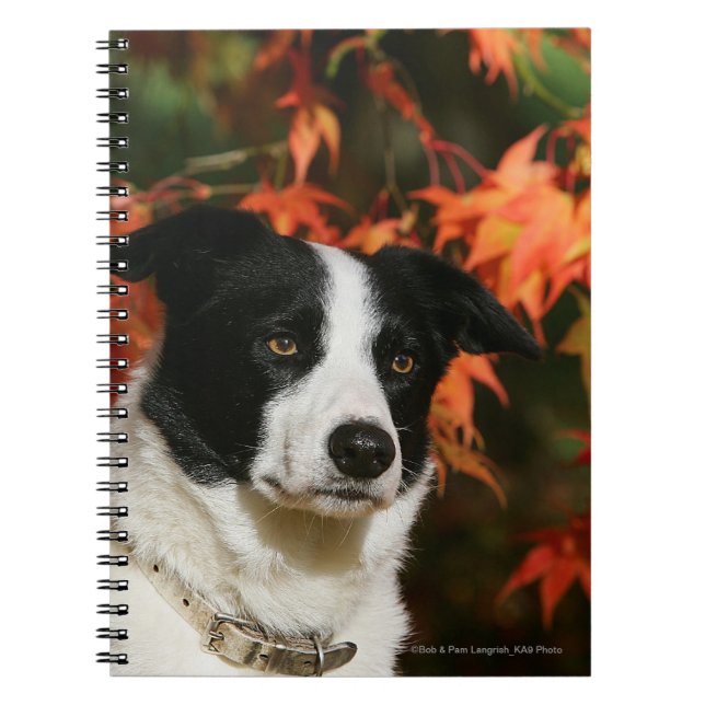 Border-Collie-HerbstHeadshot Notizblock (Vorderseite)