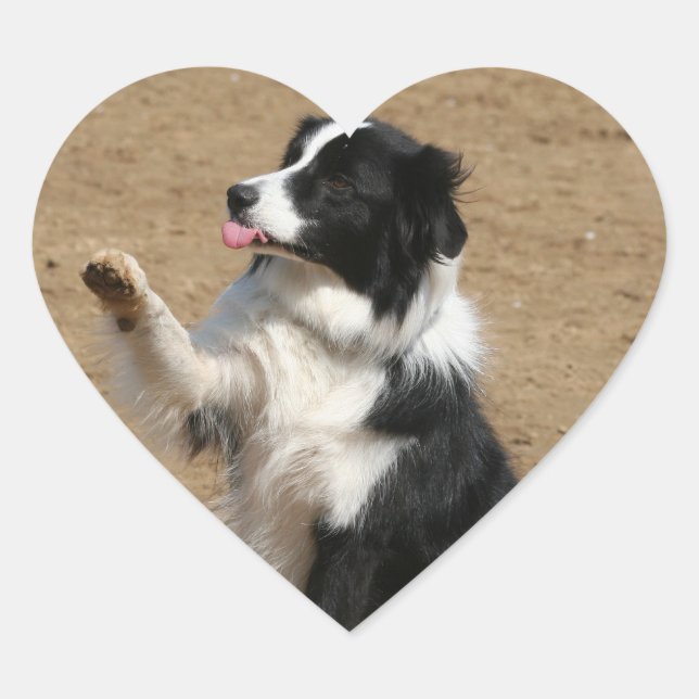 Border Collie Herz-Aufkleber (Vorderseite)