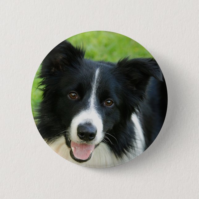 Border-Collie-Hund addieren Text-Haustier Button (Vorderseite)