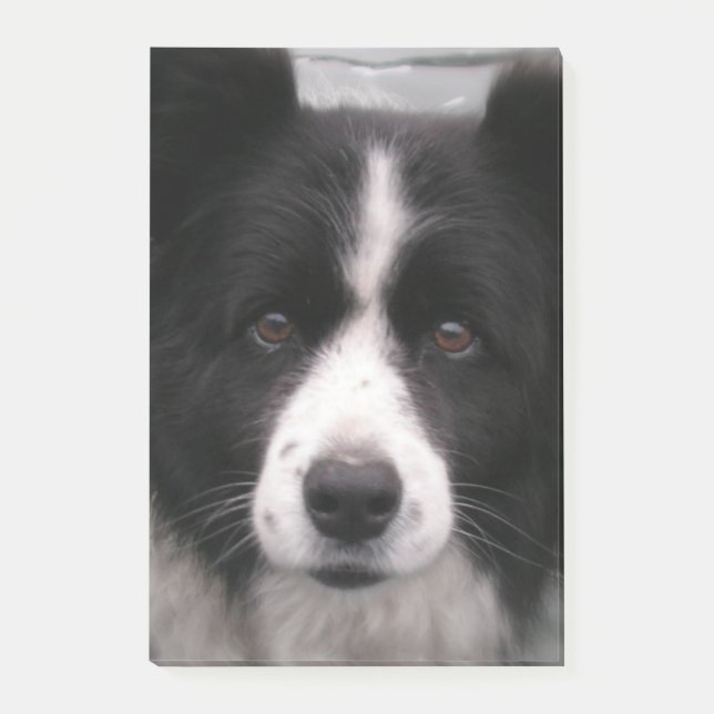Border-Collie-Hund Post-it Klebezettel (Vorderseite)