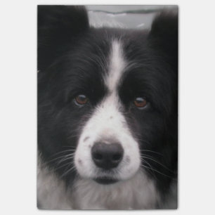 Border-Collie-Hund Post-it Klebezettel