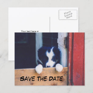 Border Collie Hund Save The Date Ankündigungspostkarte