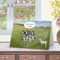 Border Collie Hunde und Schafe Lustiger Geburtstag