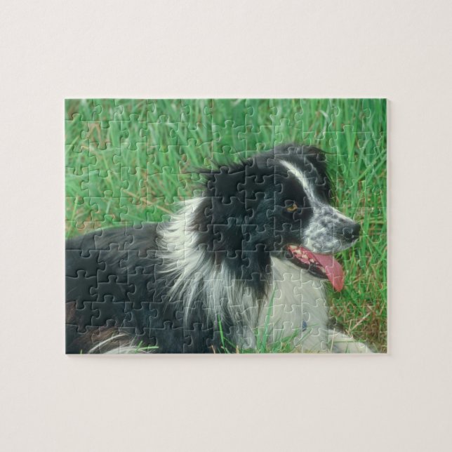 Border-Collie-Hundepuzzlespiel (Horizontal)