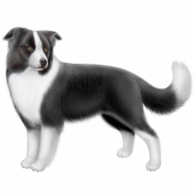 Border-Collie-Hundeverzierung Fotoskulptur Ornament (Vorne)