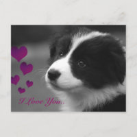 Border Collie, ich Liebe dir