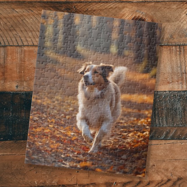 Border Collie im Wald (Von Creator hochgeladen)