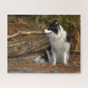 Border Collie im Wald