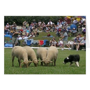 Border Collie in Aktion