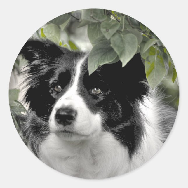Border Collie in Green Leafy Woods Runder Aufkleber (Vorderseite)