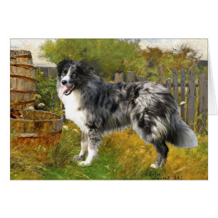 Border Collie in ländlicher Umgebung