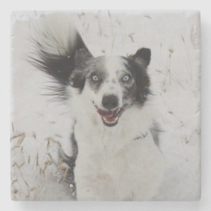 Border Collie in Montana Schnee. Steinuntersetzer