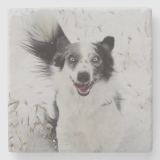 Border Collie in Montana Schnee. Steinuntersetzer