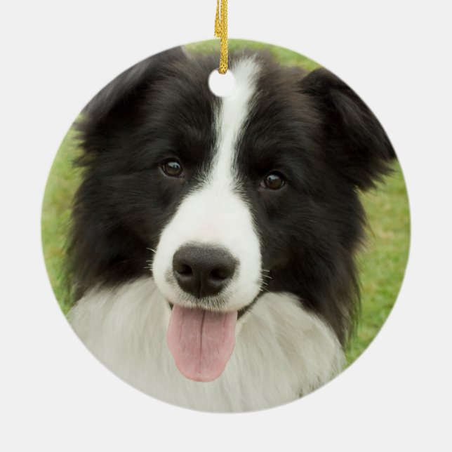 Border Collie Keramik Ornament (Hinten)