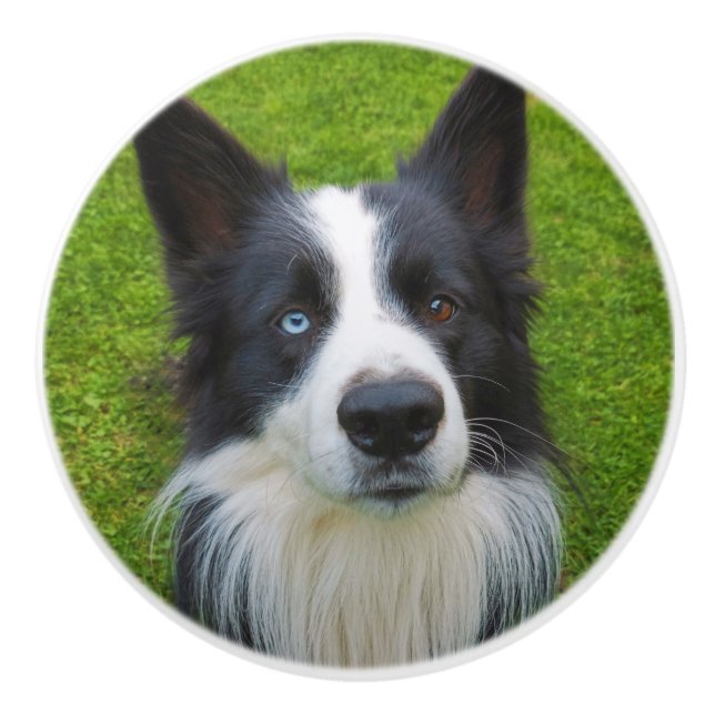 Border Collie Keramikknauf (Vorderseite)