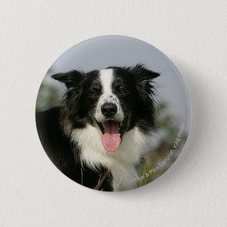Border-Collie-KeuchenHeadshot 1 Button